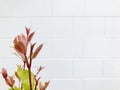 Photinia with white brick wall background. close up.